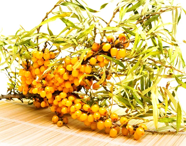 A branch of sea-buckthorn berries — Stock Photo, Image