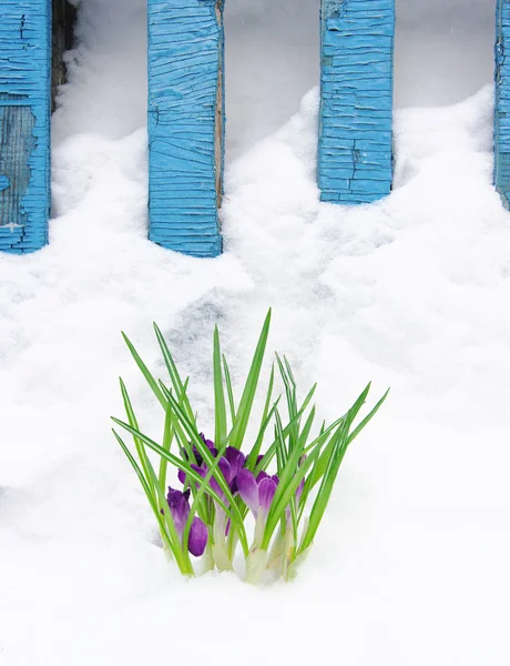 Крокусы в снегу — стоковое фото