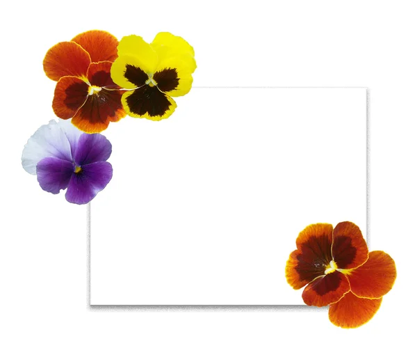 Pérsias multicoloridas 1 — Fotografia de Stock