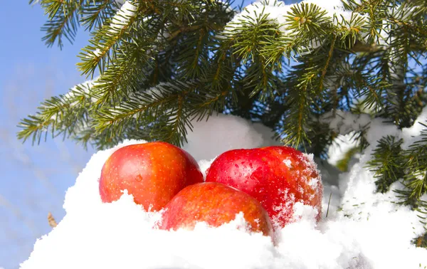 Manzanas en la nieve —  Fotos de Stock