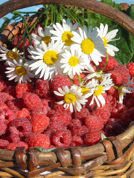 Camomiles and a raspberry — Stock Photo, Image