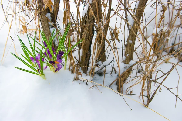 Крокусы в снегу — стоковое фото