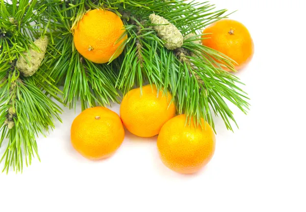 一棵松树和橘子的分支机构 图库图片