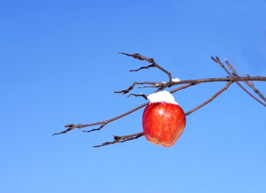 Apple on a branch clipart