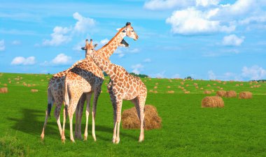 Giraffes in Siberia clipart