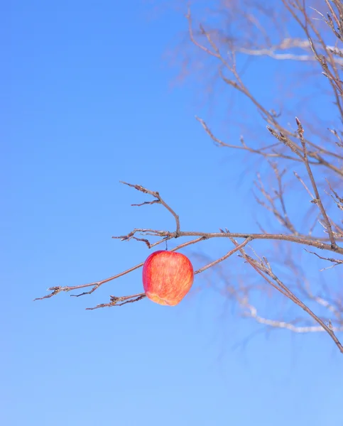 Appel op een tak — Stockfoto