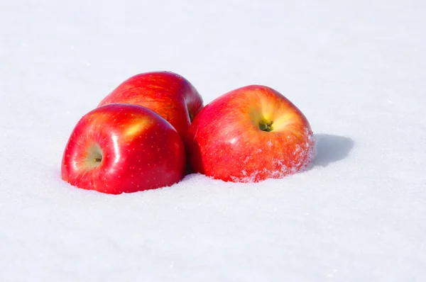 Äpplen i snö — Stockfoto