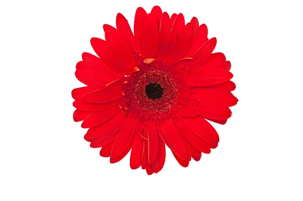 Fiore margherita rosso — Foto Stock
