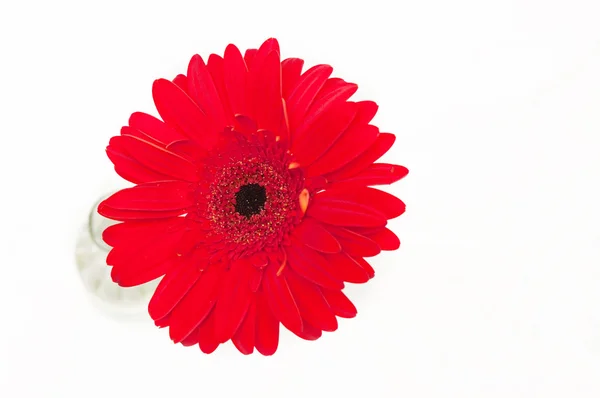 红色雏菊花 — 图库照片