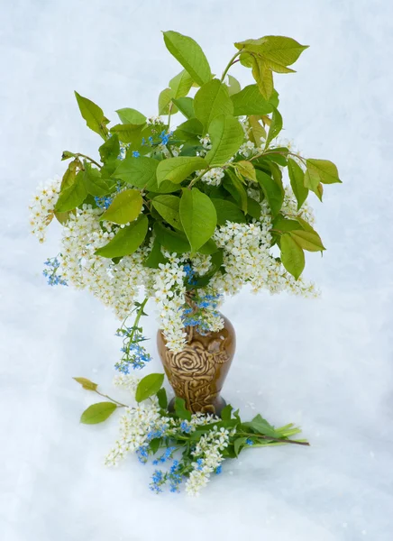 Bouquet of a bird cherry — Stock Photo, Image