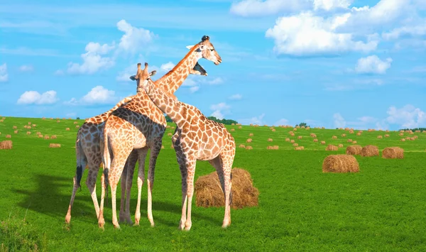Žirafy na Sibiři — Stock fotografie