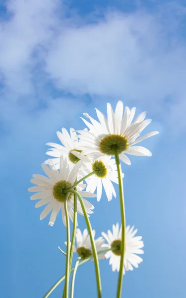 stock image Chamomile