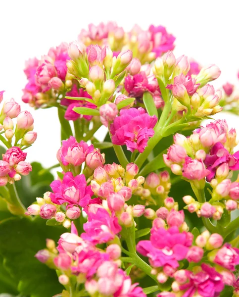 stock image Kalanchoe