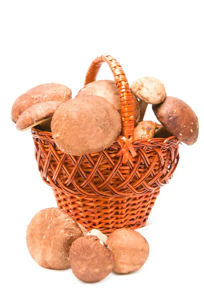 stock image Wattled basket with ceps