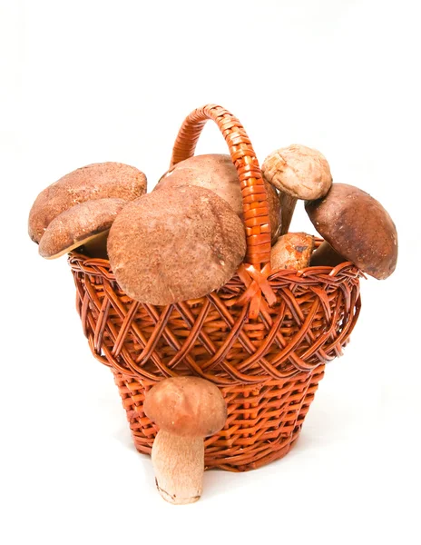 stock image Wattled basket with ceps