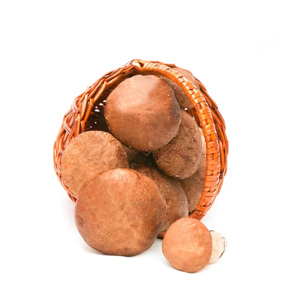 Wattled basket with ceps — Stock Photo, Image