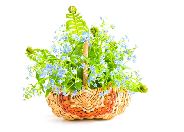 Bouquet of forget-me-nots — Stock Photo, Image