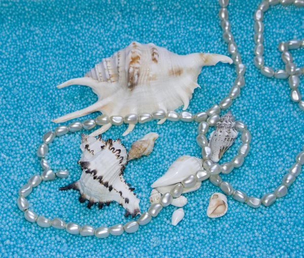 Cockleshells and pearls — Stock Photo, Image