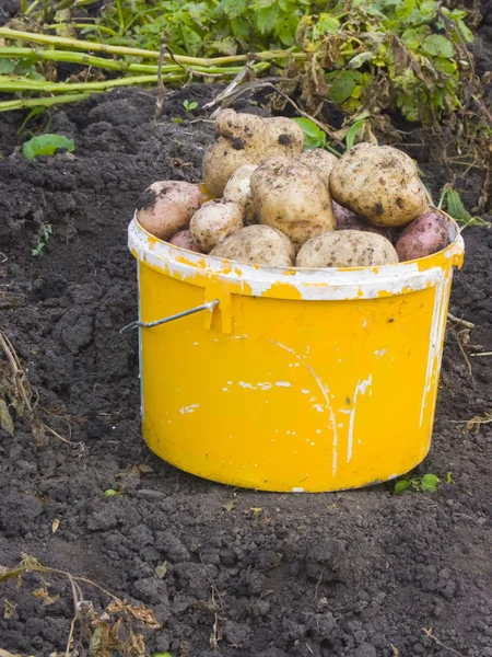 A potato bucket — Stock Photo, Image