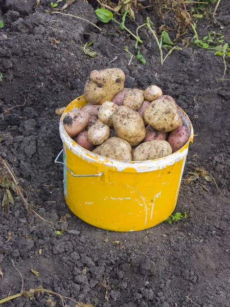 Bir patates kova — Stok fotoğraf