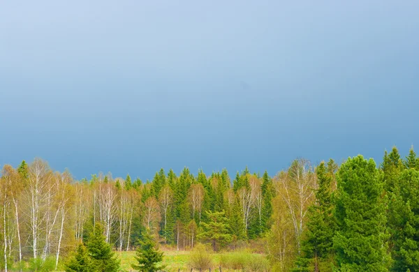 Spring wood after a rain — Stock Photo, Image