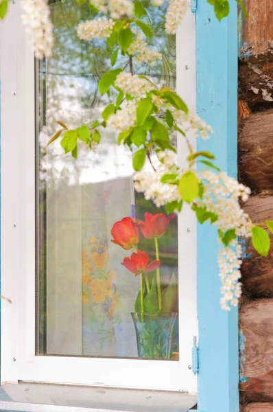 stock image Branch of a blossoming bird cherry against a win