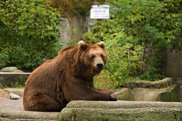 stock image Brown Bear