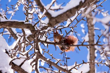 Red squirrel clipart