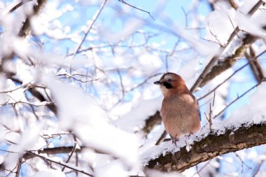 Eurasian jay clipart