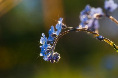 Forget-me-not flower clipart