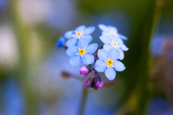 Vergissmeinnicht-Blume — Stockfoto