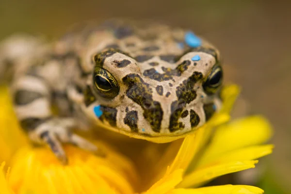 Лягушка на цветке — стоковое фото