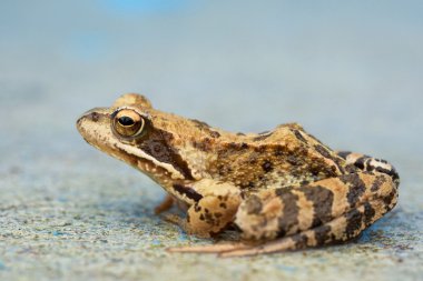 Young toad on the concrete clipart