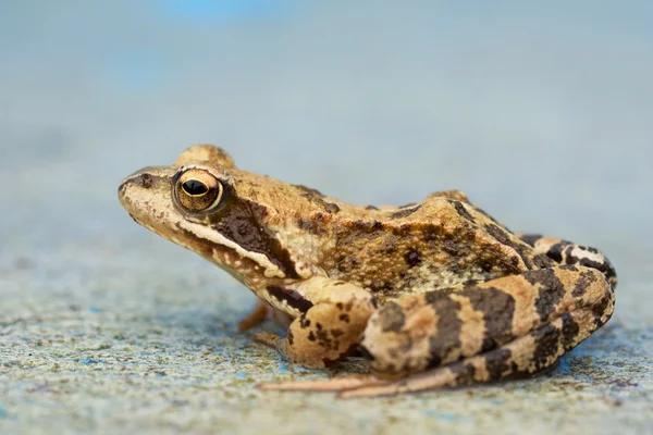 Young toad on the concrete — Stock Photo, Image