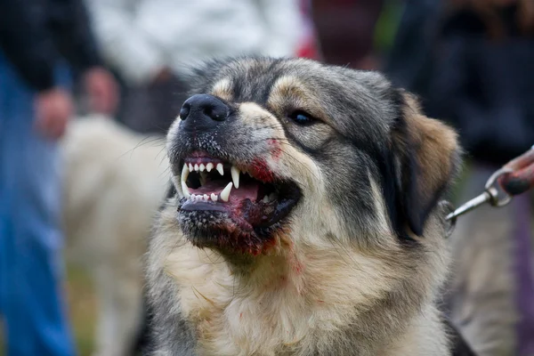 stock image Dog