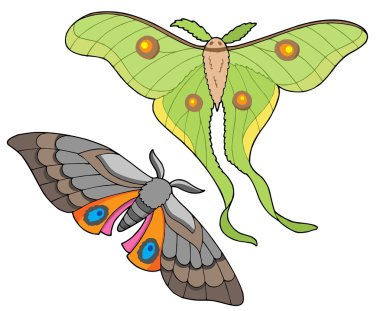 Night butterfly collection clipart