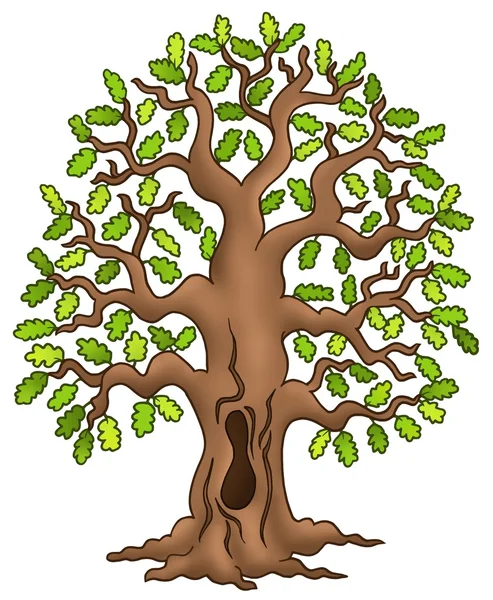 Oak tree — Stock Photo, Image