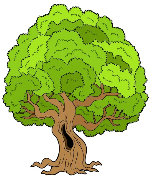 Big leafy tree — Stock Vector