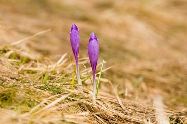 Crocus on the mountain slopes clipart