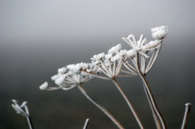 Torilis japonica in February fog clipart