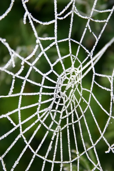Winter vorst op spinnenweb Stockfoto