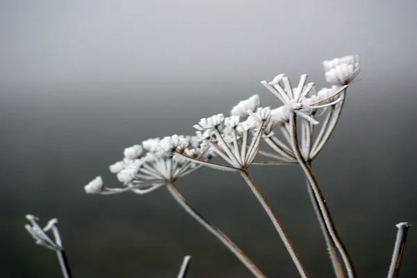 Torilis japonica en niebla de febrero Imagen de archivo