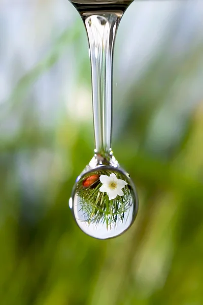Drop with reflection of mountain flower — Stock Photo, Image