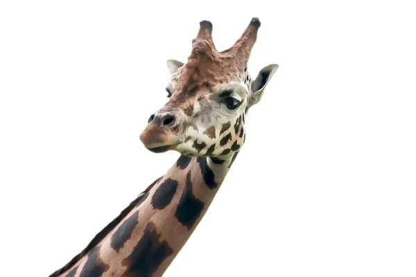 Изолированный жираф — стоковое фото