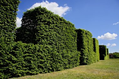 Hedge against blue sky. clipart