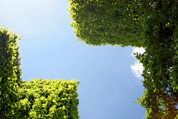 stock image Spring geometrical garden.