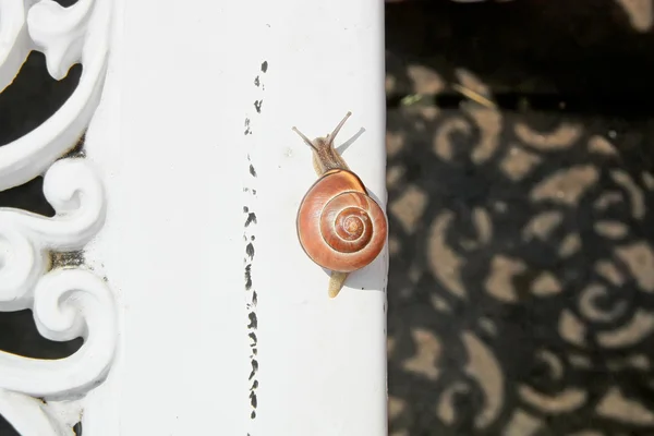 罗马蜗牛 — 图库照片