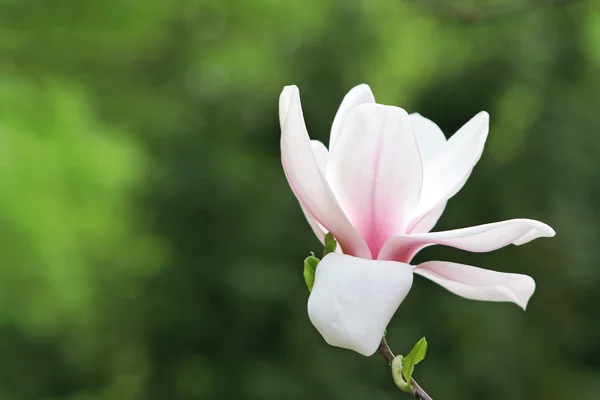 Ανθίζοντας magnolia — Φωτογραφία Αρχείου