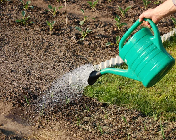 stock image Watering