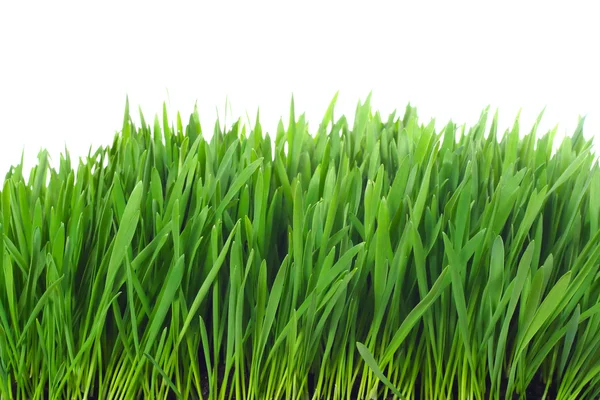 Izolowane trawy — Zdjęcie stockowe